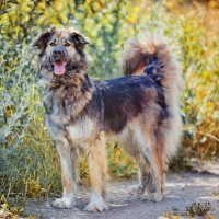 Kaukasischer Owtscharka: Hundefutter und Rasseportrait