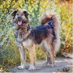 Kaukasischer Owtscharka: Hundefutter und Rasseportrait