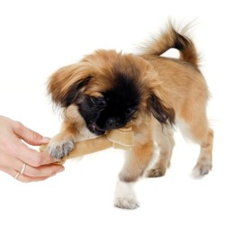 Kauknochen für Welpen: Gesundheit, Sicherheit und Spaß vereint