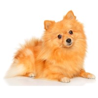 Kleinspitz: hundemat og raseportrett