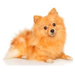 Kleinspitz: hundemat og raseportrett