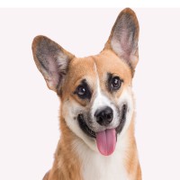 Können Hunde Schluckauf haben?