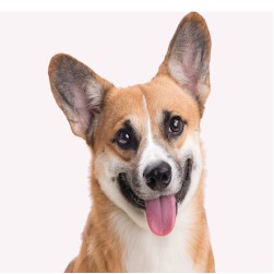 Können Hunde Schluckauf haben?