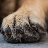 Krallenbettentzündung bei Hunden: Von Ursachen bis zur Therapie