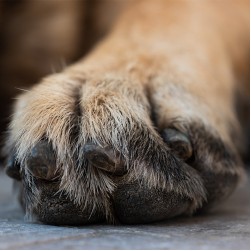 Krallenbettentzündung bei Hunden: Von Ursachen bis zur Therapie