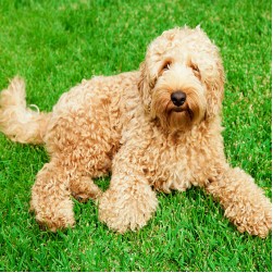 Labradoodle: Hundefutter und Rasseportrait