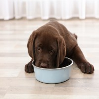 Lebensrettende Ernährungstipps: Was Ihr Welpe niemals essen sollte