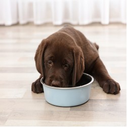 Lebensrettende Ernährungstipps: Was Ihr Welpe niemals essen sollte