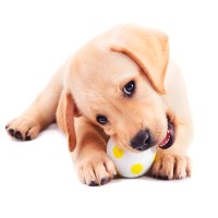 Leckerlis als Teil eines umfassenden Trainingsplans