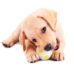 Leckerlis als Teil eines umfassenden Trainingsplans