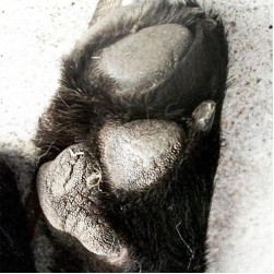 Warum leckt sich mein Hund ständig die Pfoten?