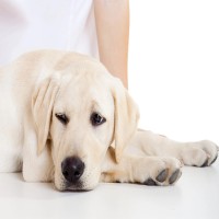 Leishmaniose beim Hund: Symptome, Behandlung und Vorbeugung