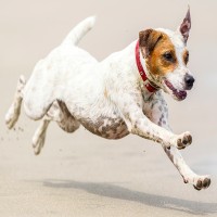 Für Leistungshunde: Muskelaufbau und Regeneration fördern