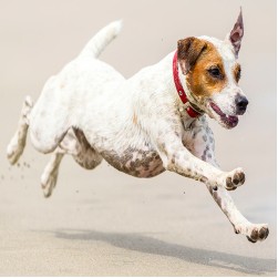 Für Leistungshunde: Muskelaufbau und Regeneration fördern