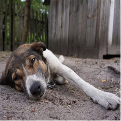 Leptospirose beim Hund erkennen, behandeln und vorbeugen 