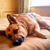 Lipom beim Hund: Symptome und Behandlung