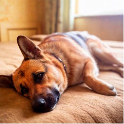 Lipom beim Hund: Symptome und Behandlung