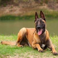 Malinois: Hundefutter und Rasseportrait