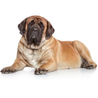 Mastiff