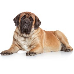 Mastiff