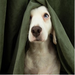 Mein Hund hat Angst: Ursachen und Tipps
