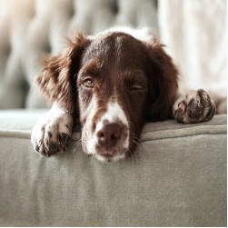 Mein Hund hat Blut im Urin: Ursachen und Tipps