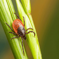 Milbenbefall beim Hund erkennen und behandeln