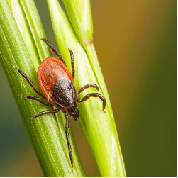 Milbenbefall beim Hund erkennen und behandeln