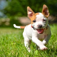 Milchzähne beim Hund