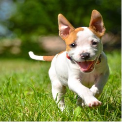 Milchzähne beim Hund