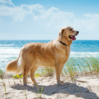 Mittelmeerkrankheiten bei Hunden