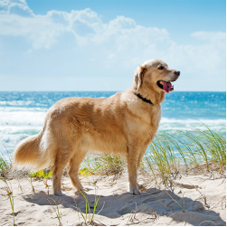 Mittelmeerkrankheiten bei Hunden