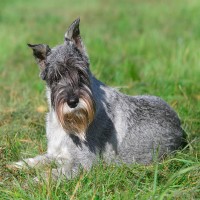Mittelschnauzer: Hundefutter und Rasseportrait