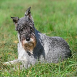 Mittelschnauzer: Hundefutter und Rasseportrait