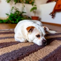 Morbus Addison beim Hund