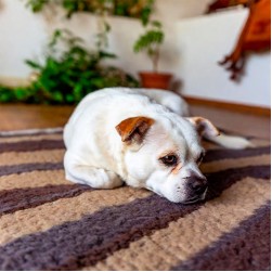 Morbus Addison beim Hund