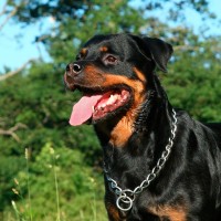 Mundgeruch beim Hund: Ursachen und Tipps zur Beseitigung