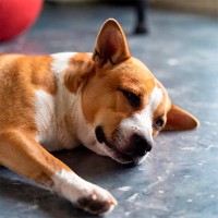 Niereninsuffizienz beim Hund