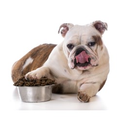 Olde English Bulldogge: Hundefutter und Rasseportrait