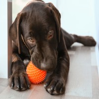 Optimales Welpenspielzeug: Entdecken, Lernen und Bindung stärken