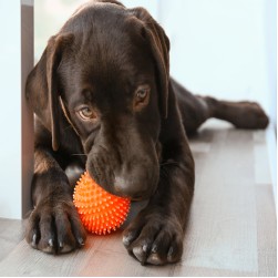 Optimales Welpenspielzeug: Entdecken, Lernen und Bindung stärken