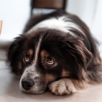 Pankreatitis beim Hund