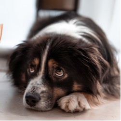 Pankreatitis beim Hund