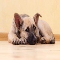 Panostitis beim Hund: Symptome, Behandlung und Vorbeugung
