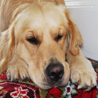 Parvovirose bei Hunden