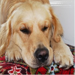 Parvovirose bei Hunden