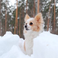 Perfekt geschützte Hundepfoten (auch bei Eis und Schnee)