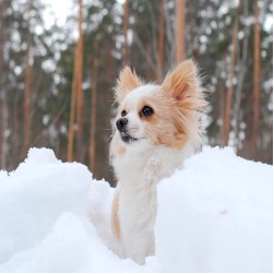 Perfekt geschützte Hundepfoten (auch bei Eis und Schnee)