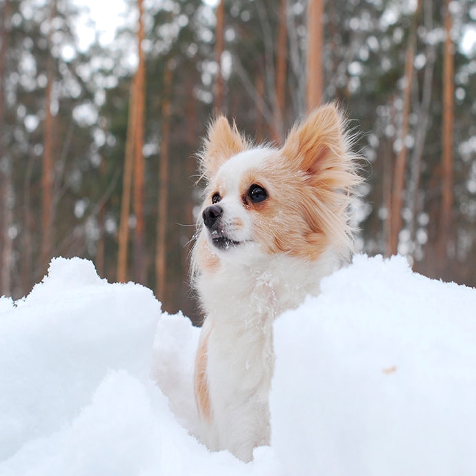 Perfekt geschützte Hundepfoten (auch bei Eis und Schnee)