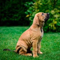 Pflege für Hunde mit Hautfalten: Ein Leitfaden